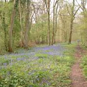 Bluebells in Buff Wood, Cambridgeshire - May, 2011.