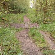 A walk in Buff Wood, Hatley, Cambridgeshire - 25th April 2004.