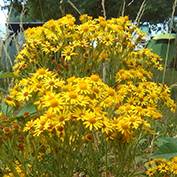 Ragwort in flower. Ragwort is a weed and a menace which poisons mammals and needs controlling.