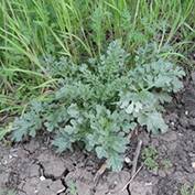 Ragwort in leaf. This common plant can kill mammals, particularly cattle and horses.