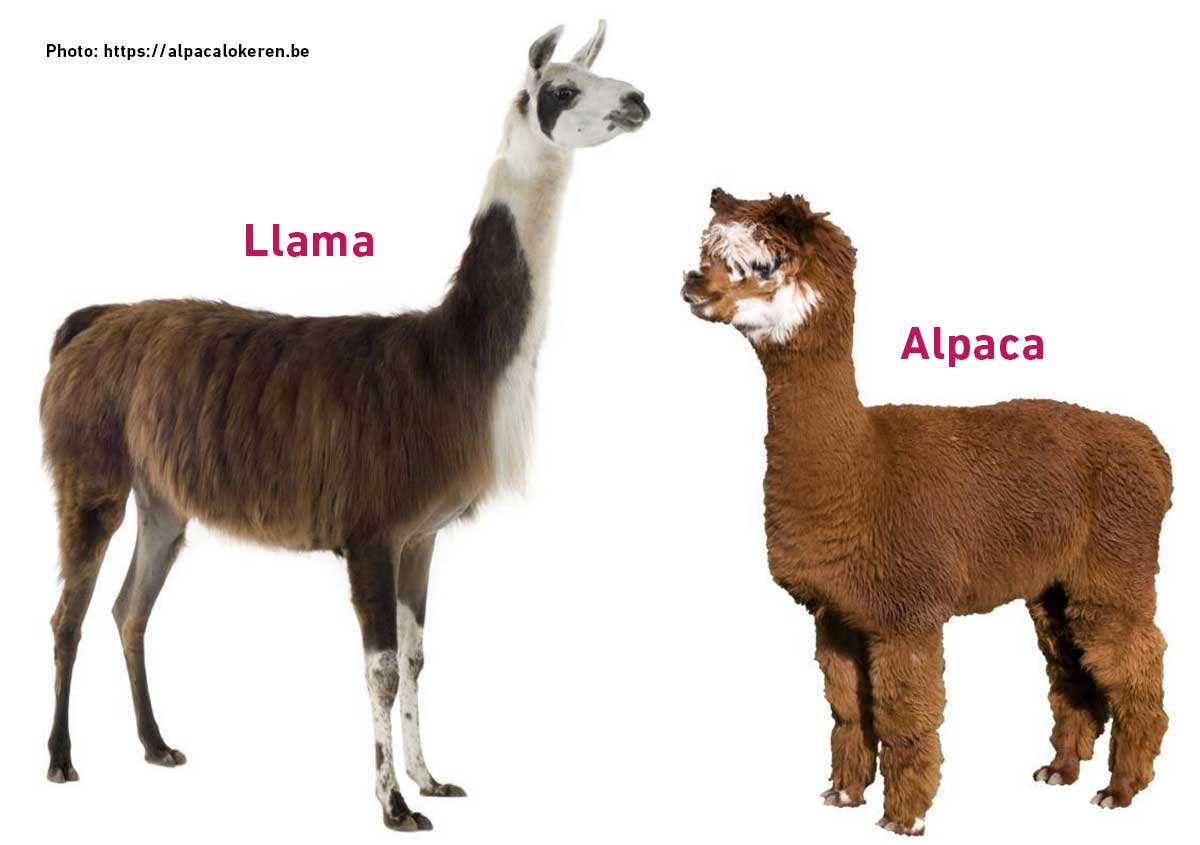 Alpacas and llamas - Hatley