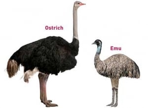 Ostrich and emu: ostriches are much bigger than emus and only have two toes – emus have three; ostriches can run at 40 mph, emus at 30 mph.