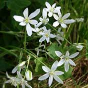 St Denis' church East Hatley, Cambridgeshire - a Star of Bethlehem growing in the grave of Martha Perkins, 19 May 2014. Photo: Nicola Jenkins.