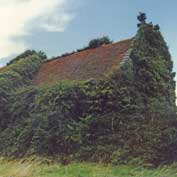 St Denis' church East Hatley, Cambridgeshire – in 2002 before the ivy was removed. Practically everything on the inside had been ripped out – there was no glass in the windows and the whole building was in great danger of collapse.