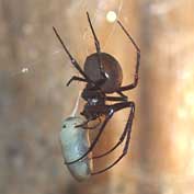 St Denis' church East Hatley, Cambridgeshire - a Cave spider; it lives in the old furnace chamber beneath the church and is quite harmless to humans. Photo: John O’Sullivan, 19 May 2014.