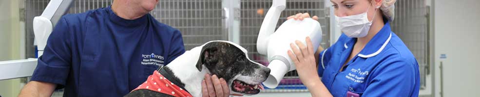 Dental care on dog.
