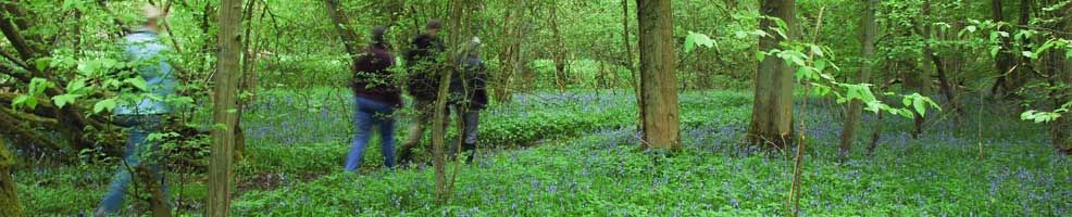 A walk in Buff Wood, Hatley, Cambridgeshire - 8th May 2013.