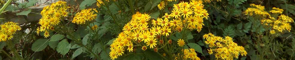 Ragwort in flower. Ragwort is a weed and a menace which poisons mammals and needs controlling.