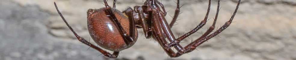 2. A female Cave spider Meta-bourneti in her web. She has a leg-span of 5 cm and lives in a small colony under St Denis' church in East Hatley, Cambridgeshire. Photo: John O’Sullivan.