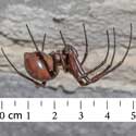 2. A female Cave spider Meta-bourneti in her web. She has a leg-span of 5 cm and lives in a small colony under St Denis' church in East Hatley, Cambridgeshire.