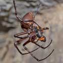 4. Cave spider Meta-bourneti, with beetle prey. The spider lives in a small colony under St Denis' church in East Hatley, Cambridgeshire.