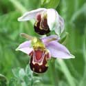 Bee orchid in St Denis churchyard, East Hatley. Photo by Nicola Jenkins.