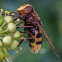 Hornet mimic Volucella zonaria hoverfly – part of the natural scene around Hatley St George and St Denis' church in East Hatley. Photo by John O'Sullivan.