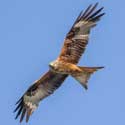 Red kite – part of the natural scene around Hatley St George and St Denis' church in East Hatley. Photo by John O'Sullivan.