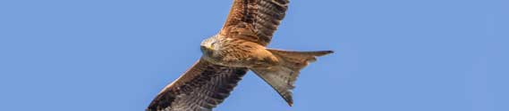 Red kite – part of the natural scene around Hatley St George and St Denis' church in East Hatley. Photo by John O'Sullivan.