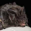 Barbastelle bat – photo / Rachel Bates.