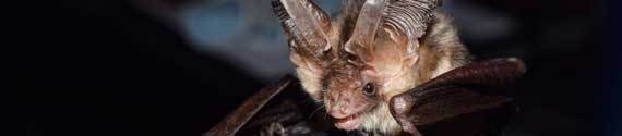 Brown long-eared (plecotus auritus) bat – photo / Rachel Bates.