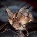 Brown long-eared (plecotus auritus) bat – photo / Rachel Bates.