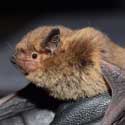 Soprano pipistrelle bat – photo / Rachel Bates.