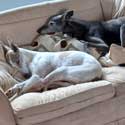 Louie, Lola and, on the floor, Brook, three of the sighthound dogs who shared a home with Linda Hudson and Mervyn Lack. Photo: Mervyn Lack.