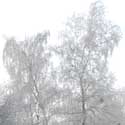 My frosty East Hatley garden, December 2012 – from memories of Hatley, by Mervyn Lack, July 2022. Photo: Mervyn Lack.