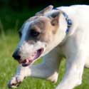 Louie, a sighthound, in Mervyn's field, August 2013 – from memories of Hatley, by Linda Hudson, July 2022.