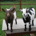 The young pygmy goats Melody and Melissa in the field owned by Linda Hudson and Mervyn Lack, January 2012 – from memories of Hatley, by Mervyn Lack, July 2022.  Photo: Mervyn Lack.
