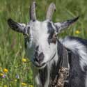 Melissa the pygmy goat, 13th June 2020 – from memories of Hatley, by Mervyn Lack, July 2022. Photo: John O'Sullivan.